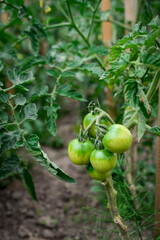 Green unripe tomatoes growing on a branch in the garden