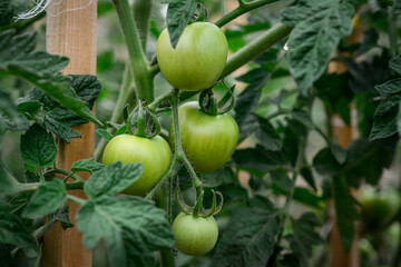 Green unripe tomatoes growing on a branch in the garden