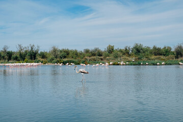 Pink flamingos in the regional park of the Camargue, the largest population of flamingos in Europe.
