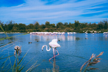 Pink flamingos in the regional park of the Camargue, the largest population of flamingos in Europe. - obrazy, fototapety, plakaty