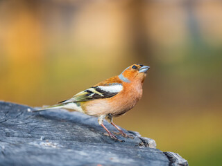 Common chaffinch, Fringilla coelebs, sits on a tree. Common chaffinch in wildlife.