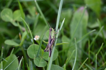 Grasshopper
