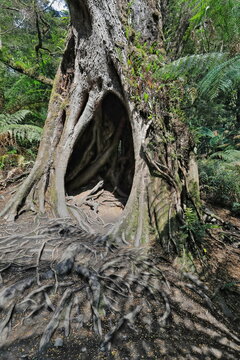 Hollow, moss-covered myrtle beech tree -Nothofagus cunninghamii- on the rainforest walk. Apollo Bay-Australia-790+