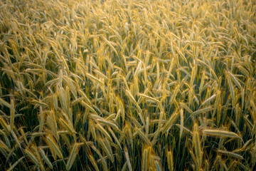 Rye field in sunlight. June pattern background.