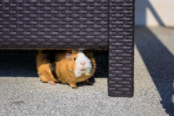 The guinea pig hiding under the table on terrace