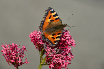 Kleiner Fuchs bei der Nektarsuche auf einer Spornblume