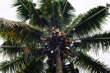 coconut palm tree on blue sky