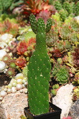Opuntia Rubescens Consolea kaktus © Perovskia