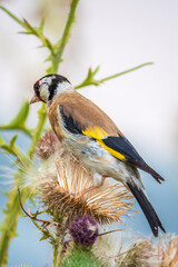 European goldfinch, feeding on the seeds of thistles. Carduelis carduelis.