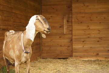 Farm animal standing in the shed