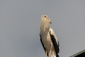 Majestic stork is sitting on a street lamp in Pfaeffikon in Switzerland