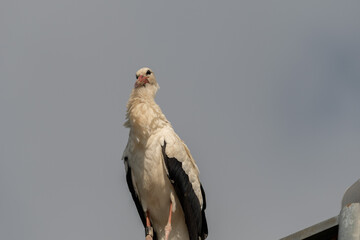 Majestic stork is sitting on a street lamp in Pfaeffikon in Switzerland