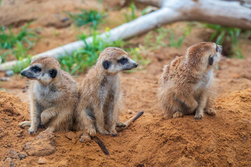 Fototapeta premium A group of cute meerkats. Meerkat Family are sunbathing.