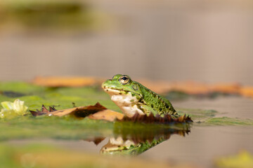 Frog and water lilies in a pond in Zurich in Switzerland