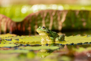Frog and water lilies in a pond in Zurich in Switzerland