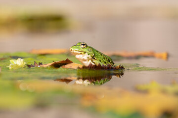 Frog and water lilies in a pond in Zurich in Switzerland