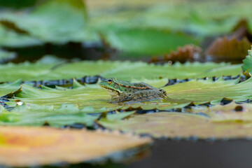 Frog and water lilies in a pond in Zurich in Switzerland
