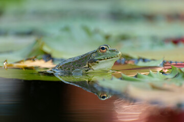 Frog and water lilies in a pond in Zurich in Switzerland
