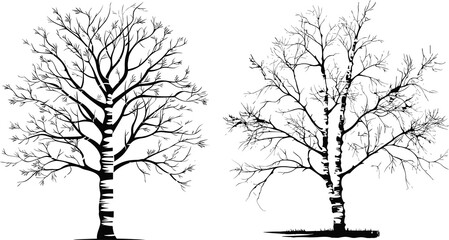 birch tree silhouette set illustration