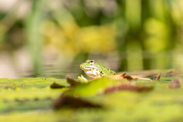 Frog and water lilies in a pond in Zurich in Switzerland