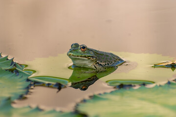 Obraz premium Frog and water lilies in a pond in Zurich in Switzerland