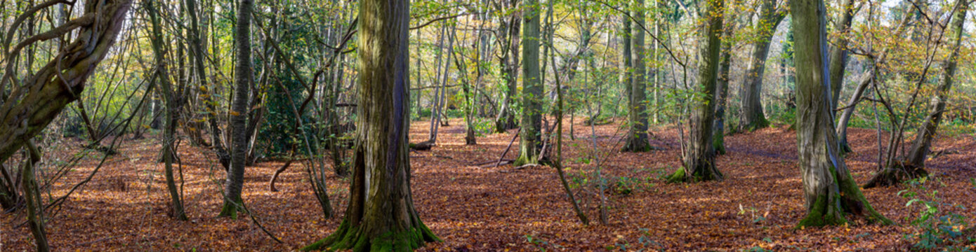 Woodland in Gobions Nature Reserve