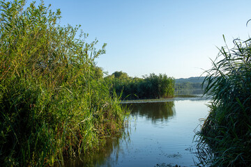 View of the lake and the reeds on the shore.