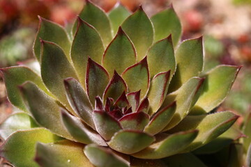 Fototapeta premium rojnik Olivine Sempervivum