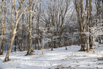 霧氷の森