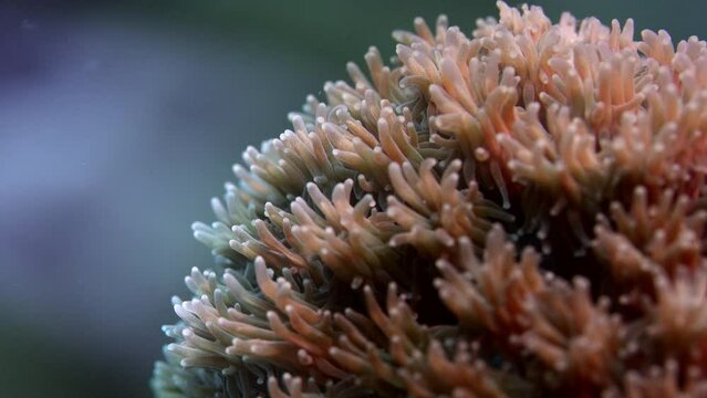 Detail of coral polyps (Galaxea sp.) growing on a healthy reef in Raja Ampat, Indonesia