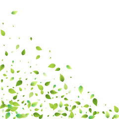 Leaves Green Falling Flying Foliage Leaf Tea Mint