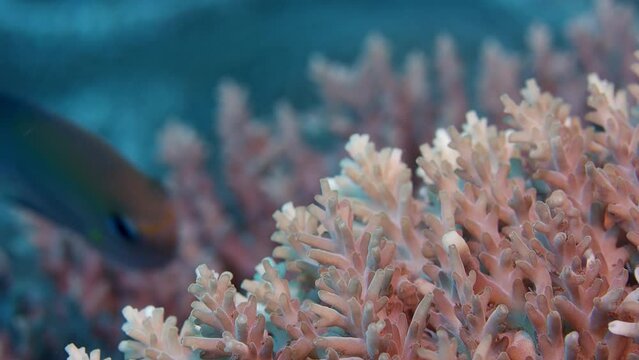 intact coral reef with hard corals and many tropical fish, WAKATOBI, Indonesia, slow motion,close up