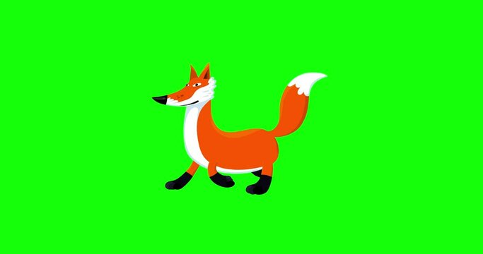 Fox cartoon animal character walking seamless loop greenbox. Funny isolated animal animation useful for any project.