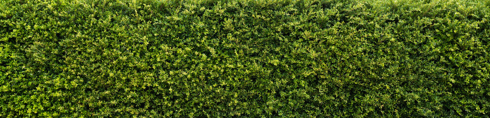 Green grass wall , green leaf texture, natural green backdrop, fresh green leaves background. small leaved green shrub, leaf wall environmentally friendly..