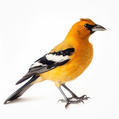 Obraz premium Bullocks oriole bird isolated on white. Generative AI