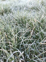 Naklejka na ściany i meble Morning grass cold snap in the garden lawn winter