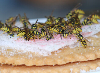 Gemeine Wespen - European wasp