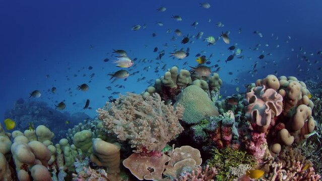 Millions of Chromis Damsel, Chromis sp, hiding in a coral , WAKATOBI, Indonesia, slow motion