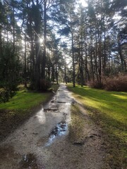 Wet park path with sun reflections in Palanga botanic park