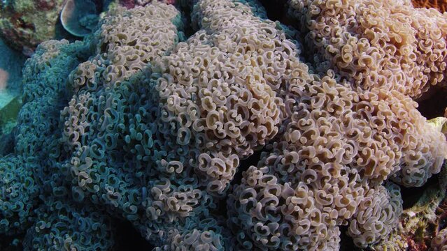 Amazing colorful LPS Hammer coral, Euphyllia ancora, WAKATOBI, Indonesia