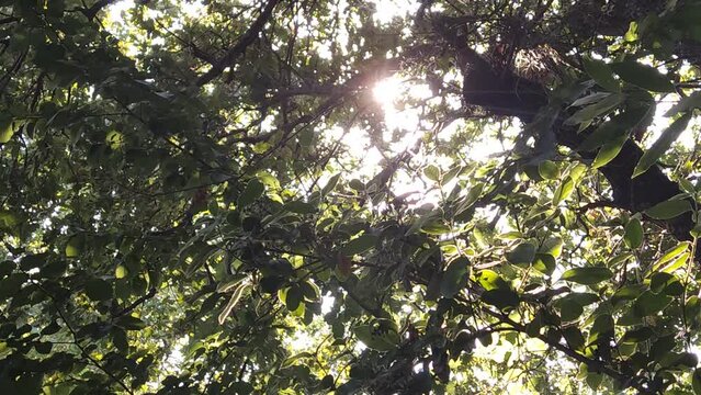 Il sole tra i rami degli alberi in estate