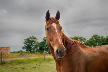 Portrait of a horse on the ranch.High quality photo.