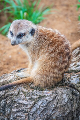 Fototapeta premium Meerkat, Suricata suricatta, on hind legs. Portrait of meerkat standing on hind legs with alert expression. Portrait of a funny meerkat sitting on its hind legs.