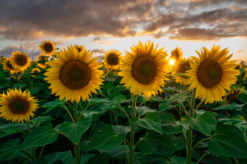 Sunflower fields in warm evening light, Charente, France, High quality photo