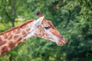 Close-up giraffe head on green leaves background