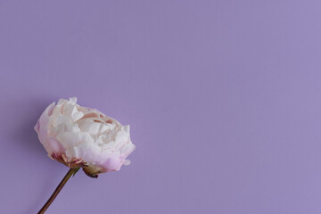 One peony flower on purple background, copy space. Blooming flower - 629488685