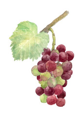 水彩で描いた色づき始めた葡萄のイラスト 白バック 透過背景