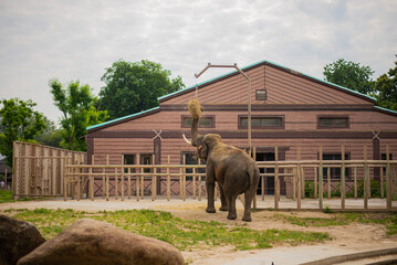 A huge adult African elephants walking in a zoo against a stone wall background.