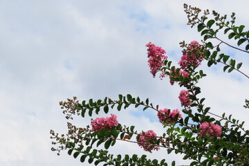 外のピンクの花