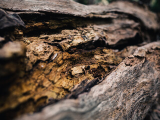 Wood texture